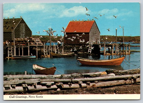 Postcard gull greetings nova - postcard,